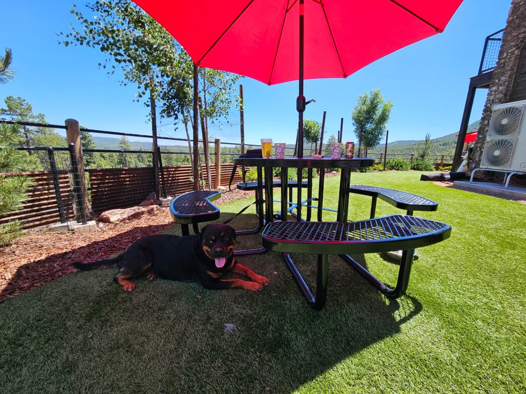 Cute dog on patio driving back from camping Pine, Arizona