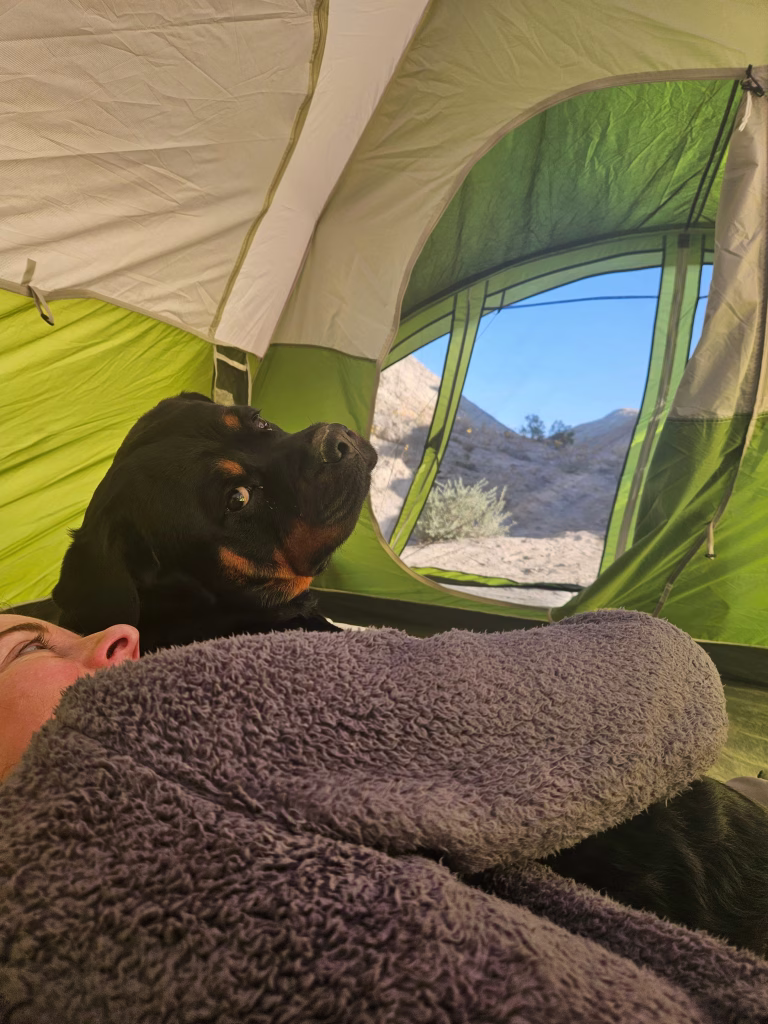 Rottweiler relaxing inside tent while camping in Anza-Borrego Desert State Park