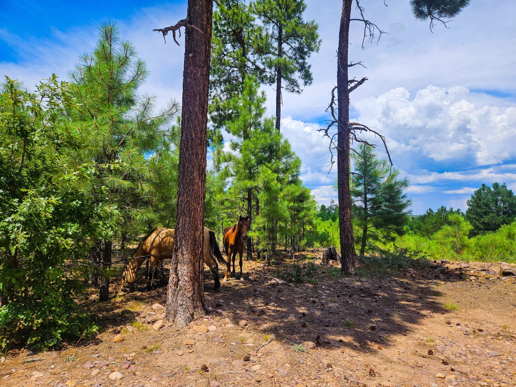 Wild Horses at Mogollon Rim Camping Site